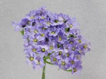 images/productimages/small/hortensia.tak.paars.74cm.12256933.jpg