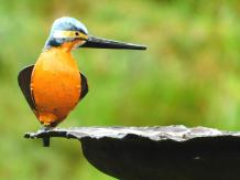 images/productimages/small/vogelvoeder-ijsvogel-afrika-hag-1725-1.jpg