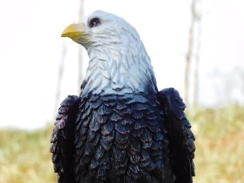 Aigle sur souche d'arbre - statue en polystone - 37 cm - en couleur