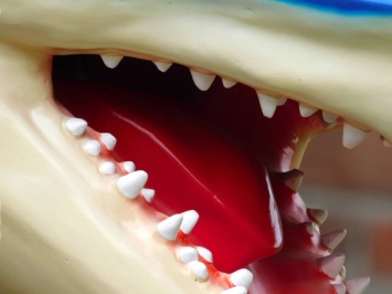 Haaienkop - polystone - met opengesperde bek - 85 cm