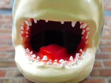 Haaienkop - polystone - met opengesperde bek - 85 cm