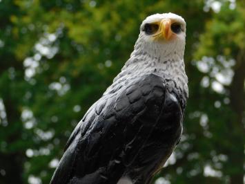Dekorativer Adler – Polystone – Tierfigur – 50 cm