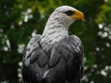 Dekorativer Adler aus Polystone mit naturgetreuen Details