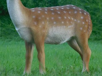 Cerf Sika - polystone - 100 cm - en couleur - détaillé