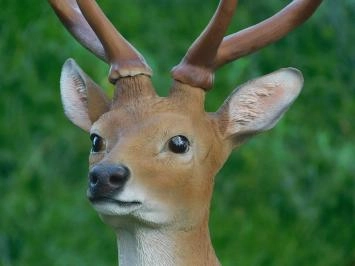 Cerf Sika - polystone - 100 cm - en couleur - détaillé