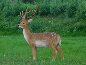 Cerf Sika - polystone - 100 cm - en couleur - détaillé