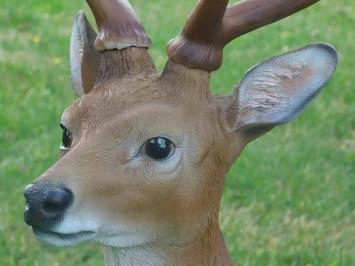Cerf Sika - polystone - 100 cm - en couleur - détaillé