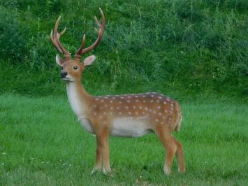 Cerf Sika - polystone - 100 cm - en couleur - détaillé