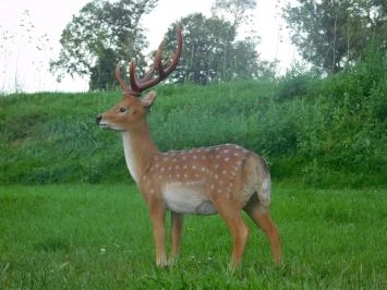 Cerf Sika - polystone - 100 cm - en couleur - détaillé