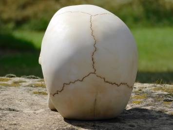 Dekorativer Schädel - Polystone - Detailliert