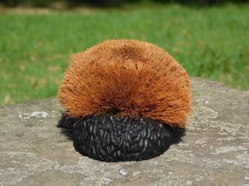 Schuhbürste Igel, Schuhputzer Haustür, Bürste Schuhbürstel