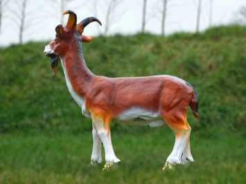 Geit met sik - polystone beeld - 60 cm - in kleur en detail