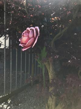 Ein Kunstwerk, große rosa Rose aus Metall, auf Stiel