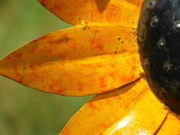 Großer Gartenstecker aus Metall eine Sonnenblumen
