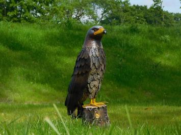 Eagle-Hawk in schönen Farben, wunderbares Bild