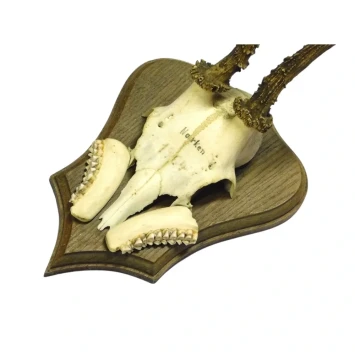 Bois de cerf vintage avec crâne sur bouclier en bois – rustique