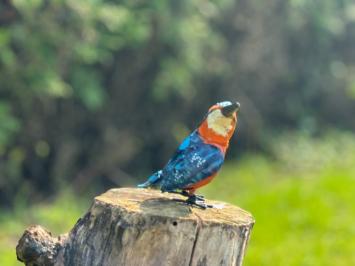 Ijsvogel - handgemaakt ijzer - in kleur