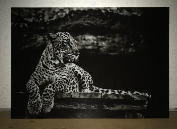 Schöne Kunst auf Glas von einem liegenden Leoparden / Panther