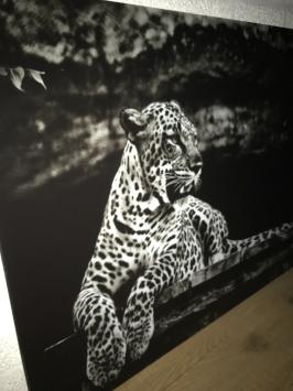 Schöne Kunst auf Glas von einem liegenden Leoparden / Panther