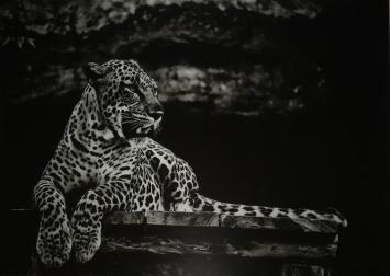 Prachtige kunst op glas van een liggende luipaard / panter, zwart-wit
