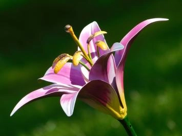 Lys en métal - décoration de jardin - rose
