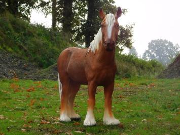 Cheval blond – 110 cm – sculpture réaliste en polystone