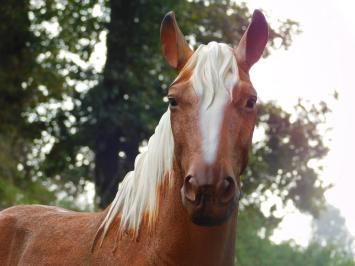 Cheval blond – 110 cm – sculpture réaliste en polystone
