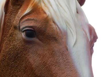 Cheval blond – 110 cm – sculpture réaliste en polystone