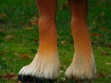 Blondes Pferd – 110 cm – realistische Polystone-Skulptur