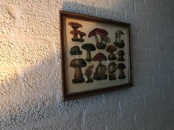 Wandschmuck mit Holzrahmen - Pilze mit Namen - Deutsch und Latein
