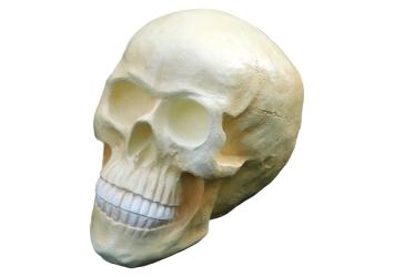 Schedel XL - polystone - skull