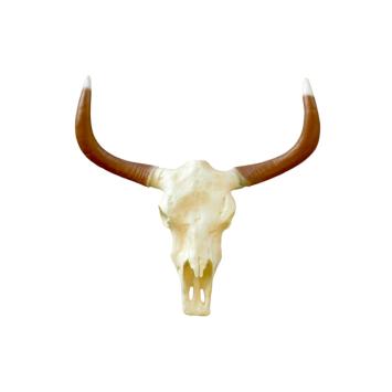 Stierenschedel – 70 cm – polystone – grote wanddecoratie