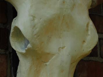 Grote Stierenschedel - 70 cm - Polystone