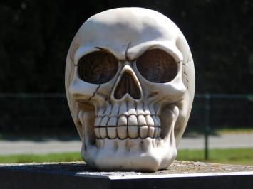 Schädel in Lebensgröße - Polystone - Dekoration