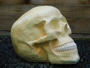 Crâne XL - polystone - crâne