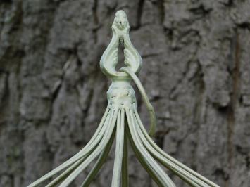 Ensemble de cages à oiseaux en fer – 36/50 cm – blanc vintage