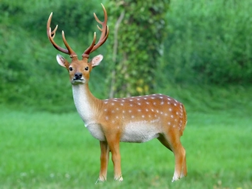 Sikahert - tuinbeeld 'hert met gewei' kunststof - 100 cm