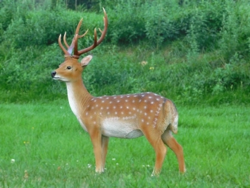 Sikahert - tuinbeeld 'hert met gewei' kunststof - 100 cm