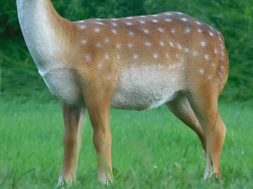 Sikahert - tuinbeeld 'hert met gewei' kunststof - 100 cm