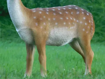 Sikahert - statue de jardin « cerf avec bois » plastique - 100 cm