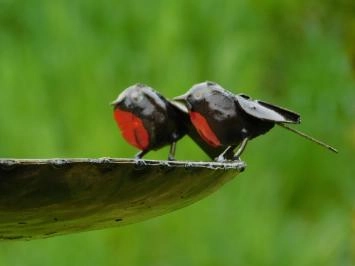 Vogelbad mit Rotkehlchen - 2 x 1 - Metall-Gartenstecker