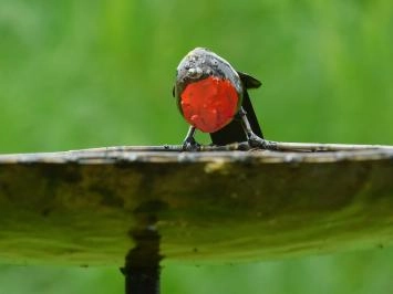 Vogelbad mit 3 Rotkehlchen - Gartenstecker aus Metall - 85 cm