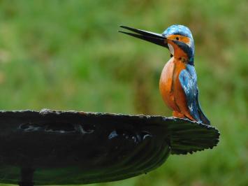 Vogelvoeder met 2 IJsvogels - Tuinsteker - Metaal