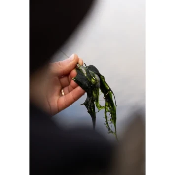 Korda Grapple Lood 