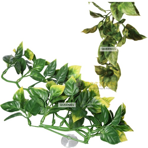 Amapallo plant Klein voor terrarium