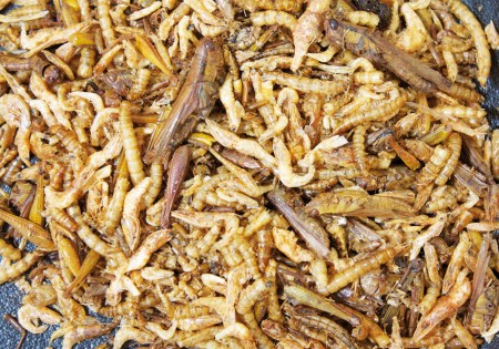 Gedroogde insecten Mix voor knaagdieren