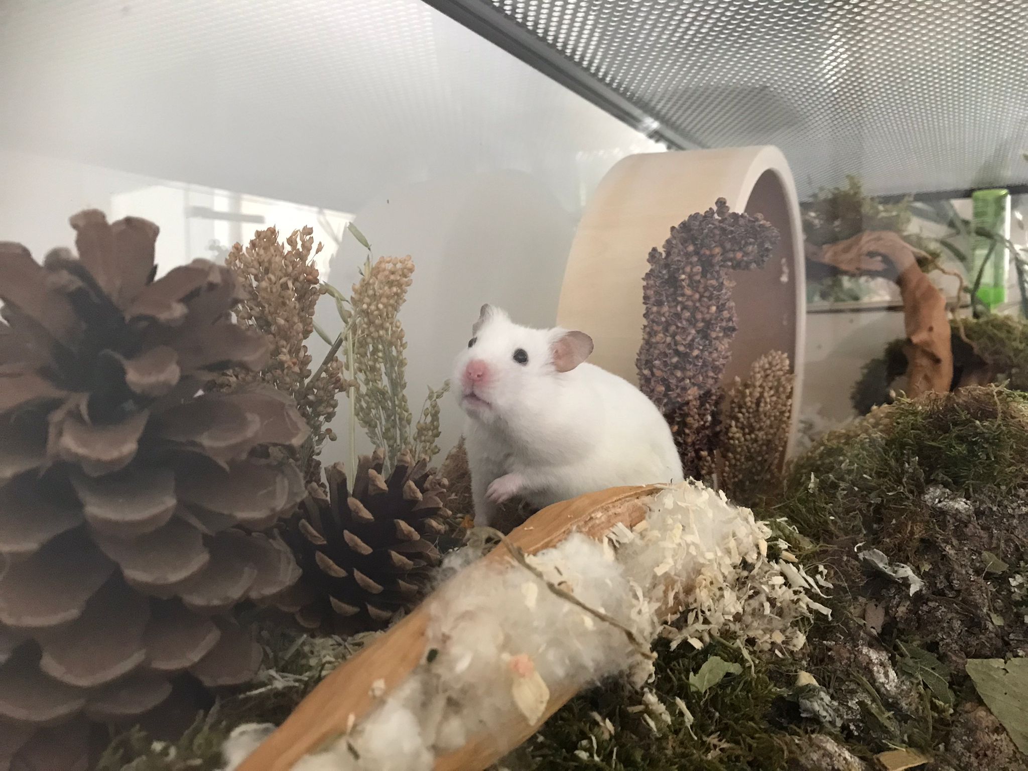 Hamster terrarium met vast voorschot en schuifruit van bodem tot deksel - zonder plateaus