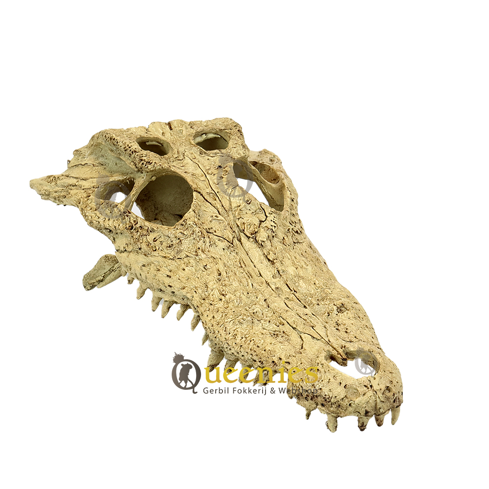Krokodillen schedel voor Dwerghamster