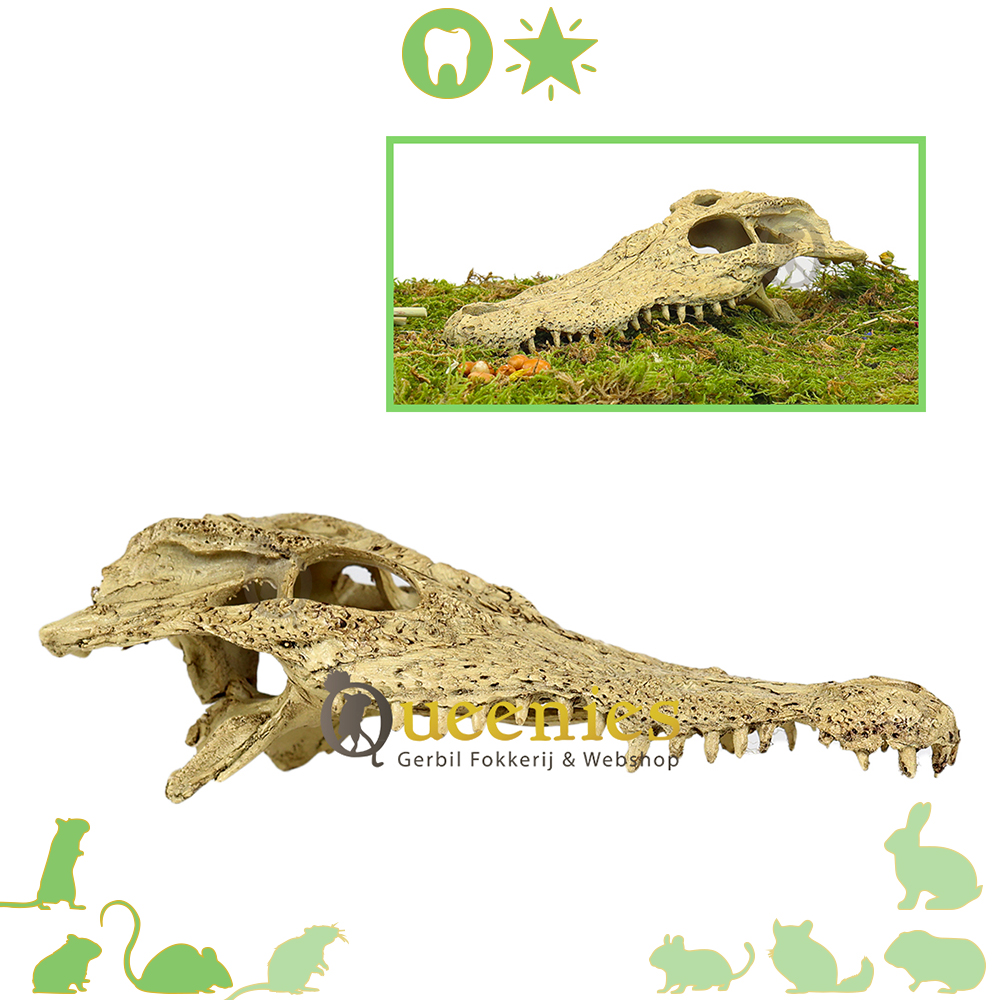 Hamsterscape Krokodillen schedel 