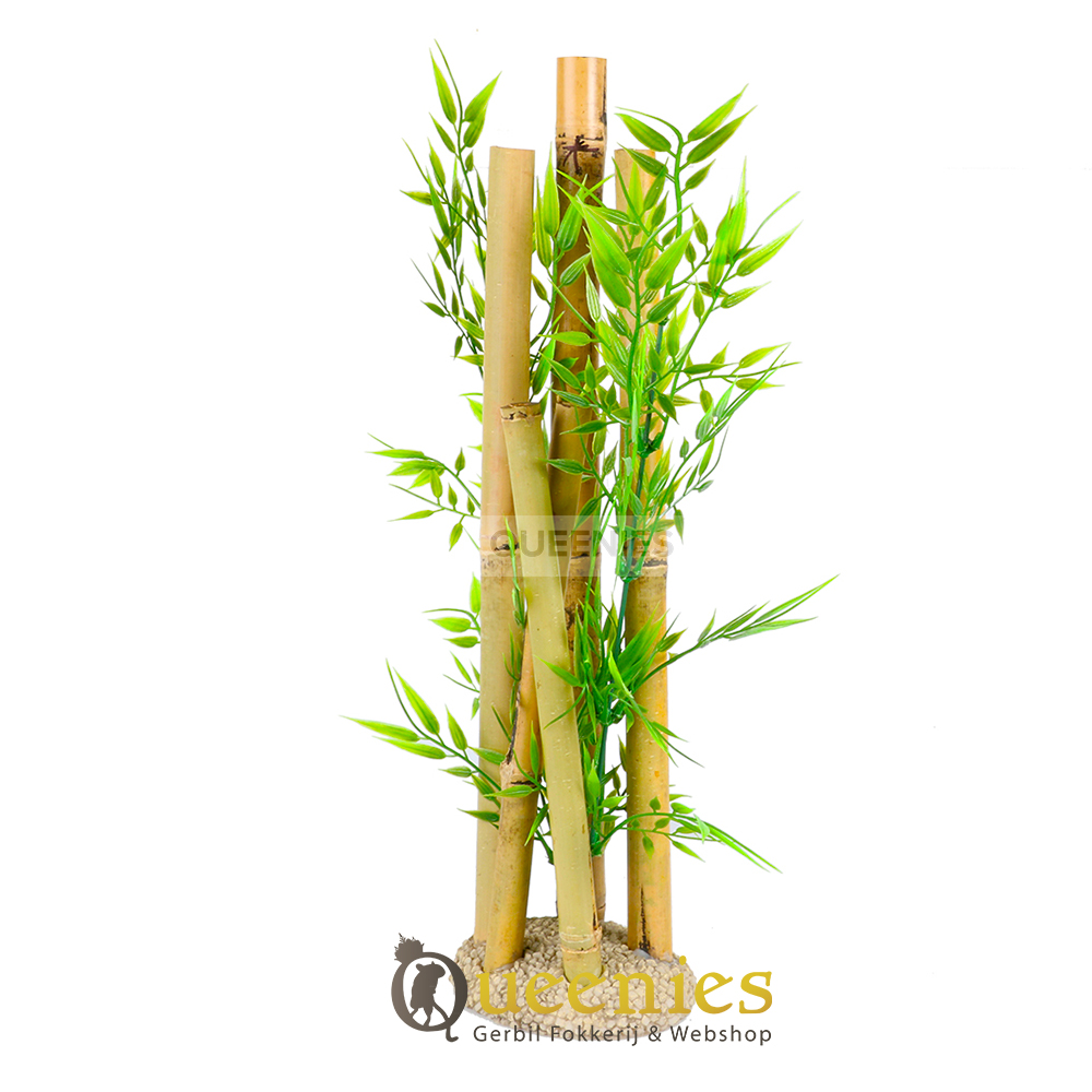 Bamboe in Hamster Terrarium